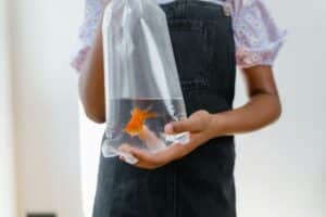 A child carrying a new gold fish in a fish bag, purchased from a fish store