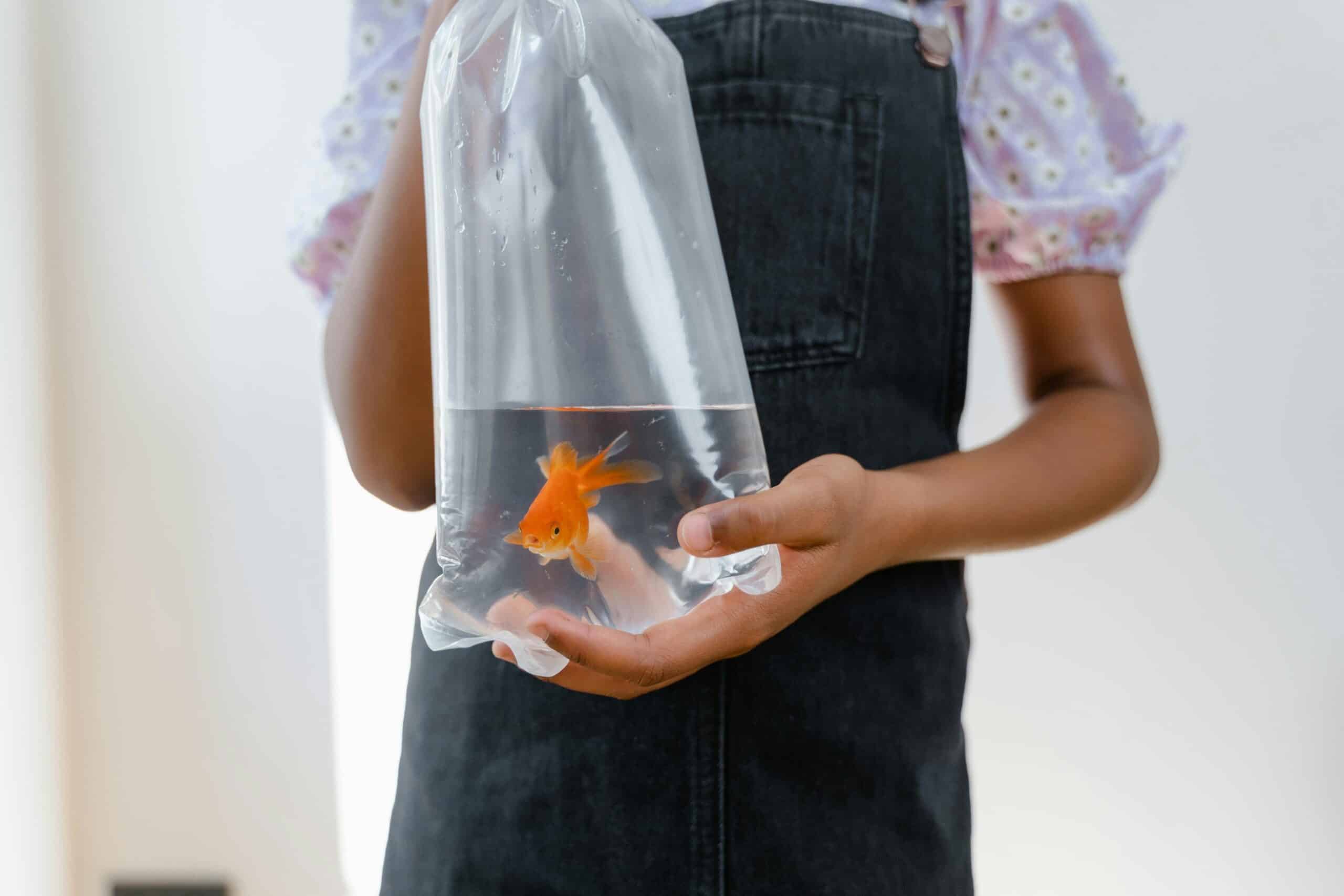 A child carrying a new gold fish in a fish bag, purchased from a fish store