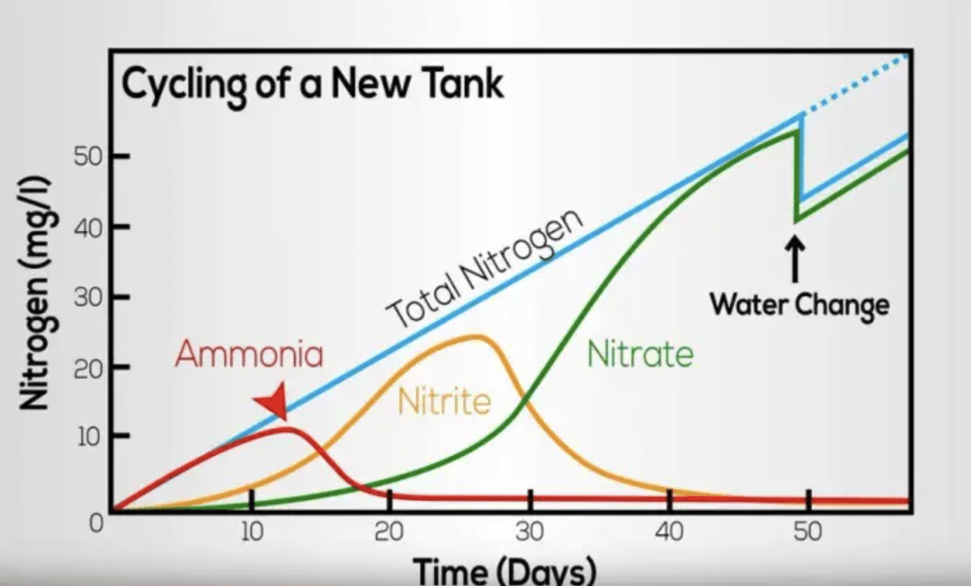 How to Successfully Cycle Your First Fish Tank - Aquarium Essentials