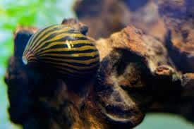 Zebra Nerite Snail - Algae Eater - By TheJammingYam