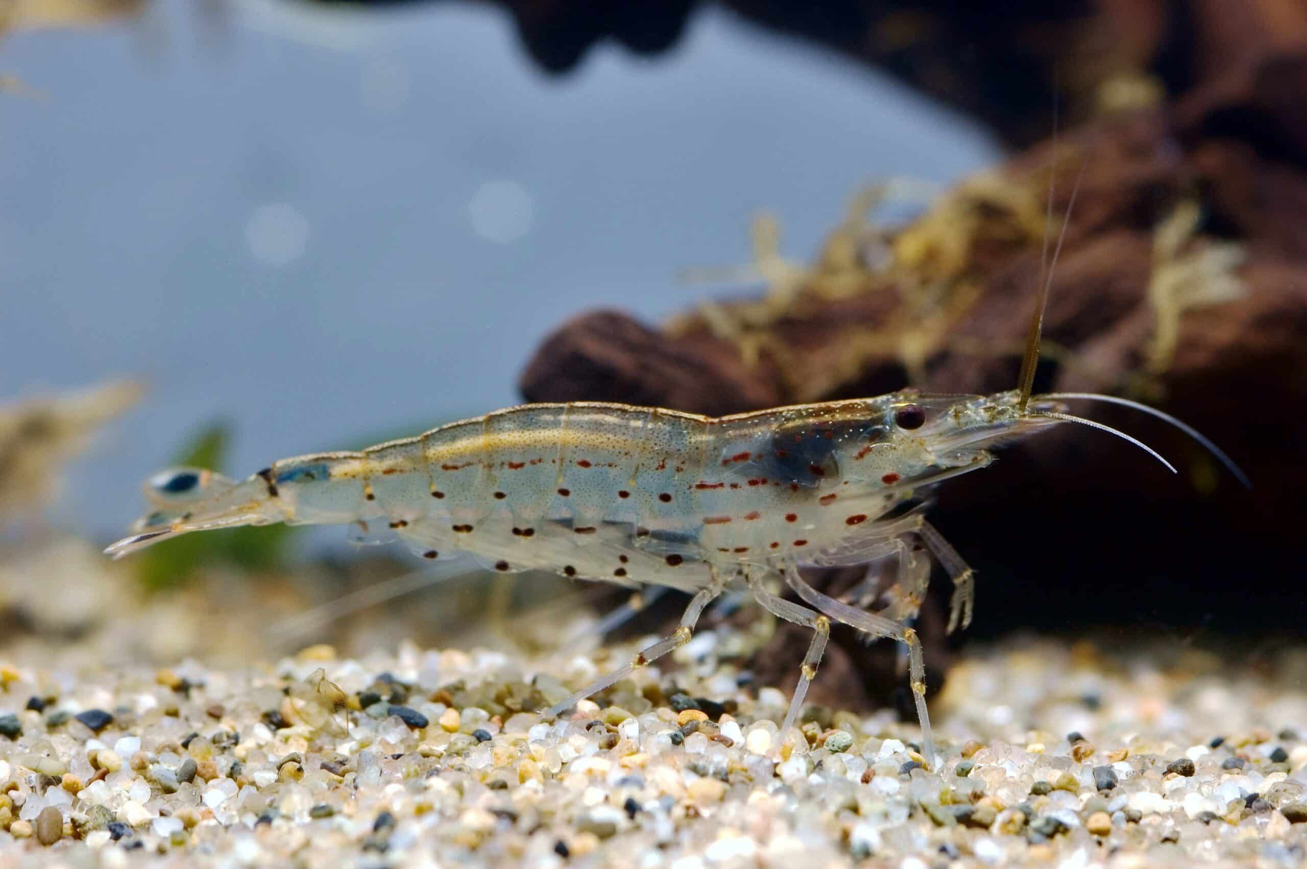 Amano Shrimp (Caridina multidentata) - Algae Eater - By Seotaro