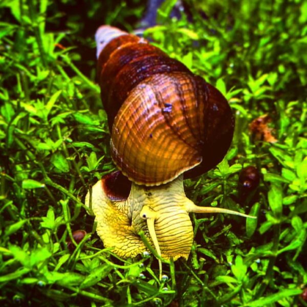 Rabbit Snails (Tylomelania spp) - Algae Eater - By Salyangoz Flickr