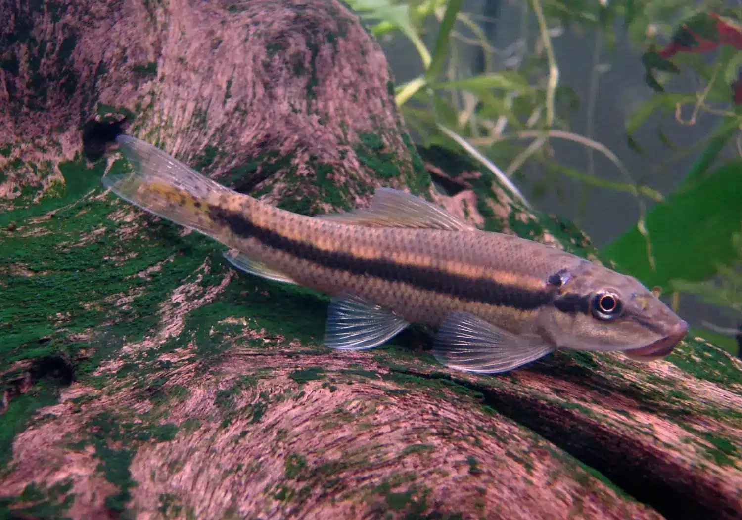 By Garthhh at Animalia - Chinese Algae Eater (Gyrinocheilus aymonieri)