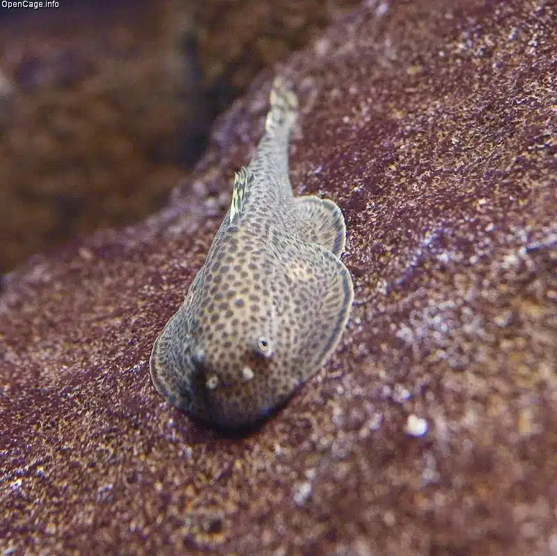 By Daiju Azuma at http://opencage.info/pics - Hillstream Loach (Balitoridae family) - Cold water Algae Eater