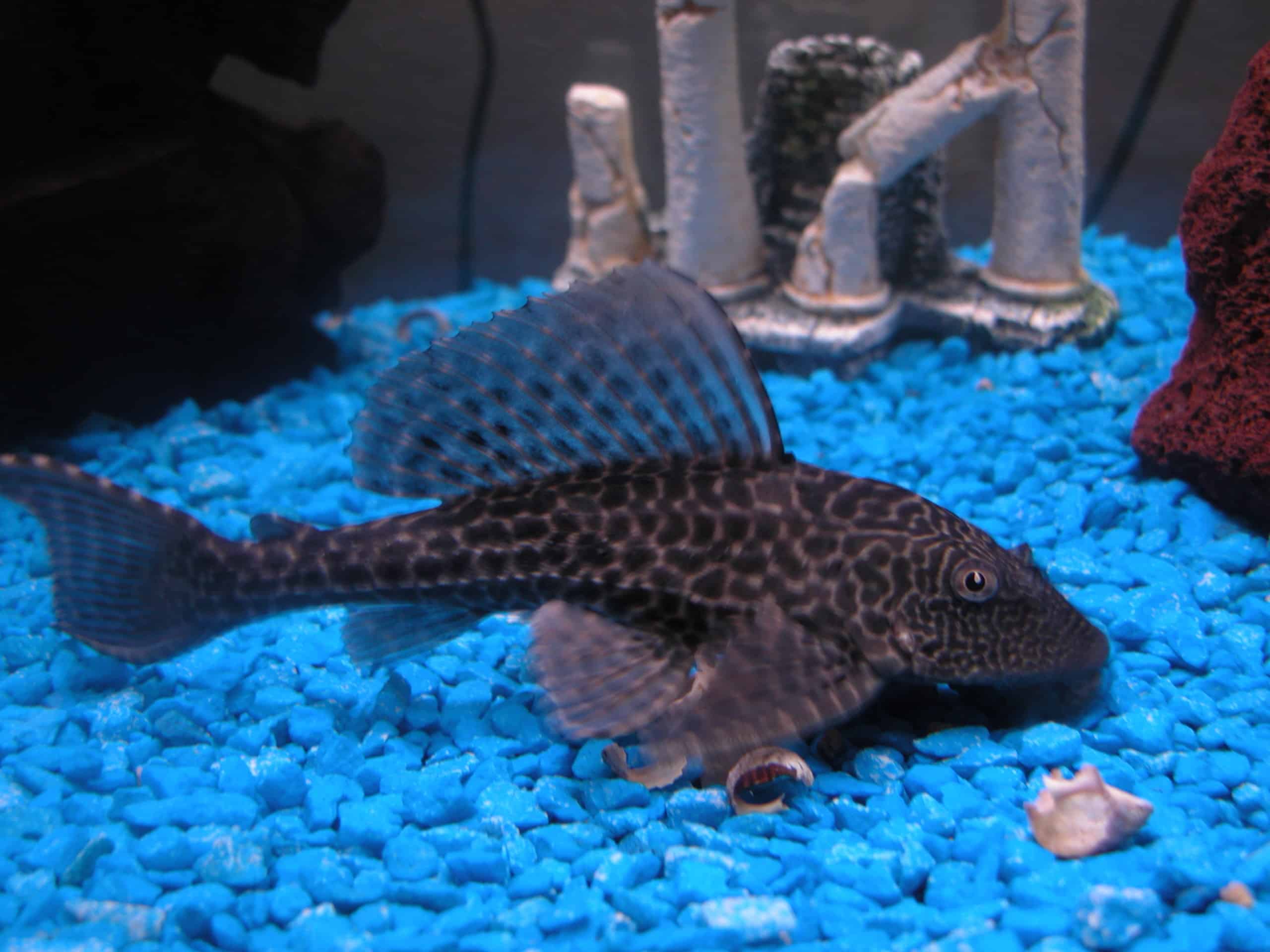 Hypostomus plecostomus - Pleco - Algae Eater