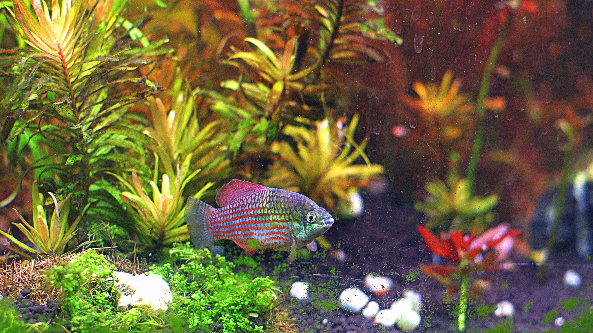 By CheepShot at Flickr - American Flagfish (Jordanella floridae) Algae Eater