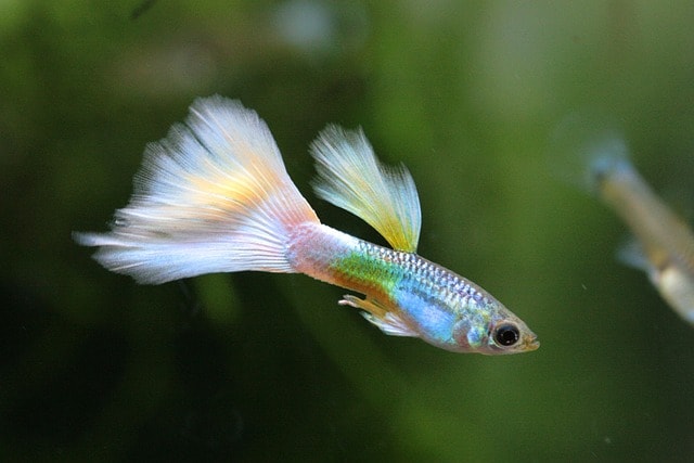 Guppies (Poecilia reticulata) – Colorful, Peaceful, and Easy to Care For