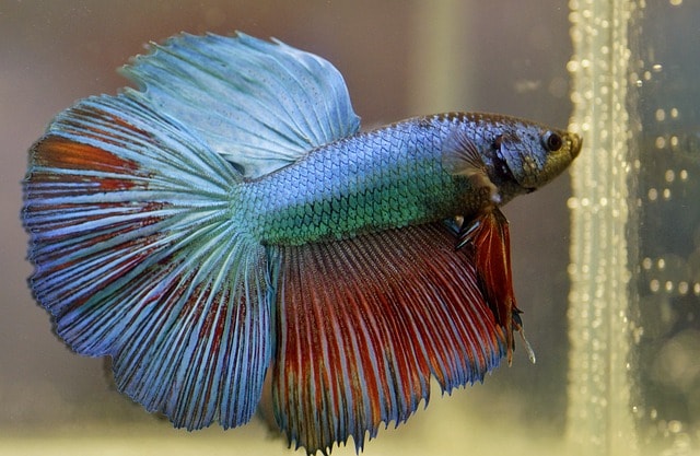 Betta Fish (Betta splendens) – Low Maintenance and Vibrant