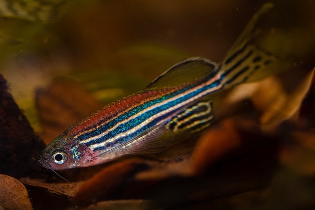 Zebra Danios (Danio rerio) – The Ultimate Hardy Fish for New Aquariums