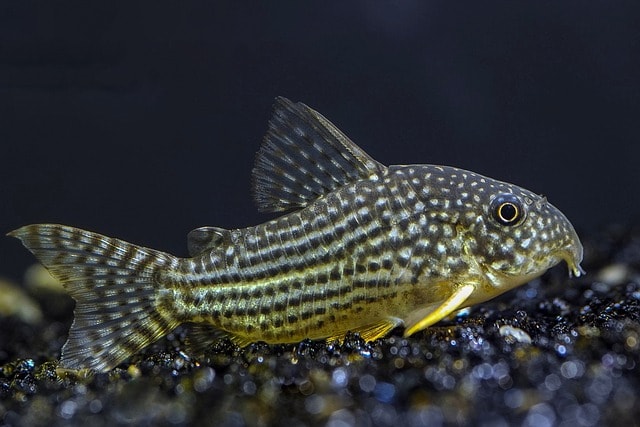 Corydoras Catfish (Corydoras X [many exist]) – The Gentle Cleanup Crew