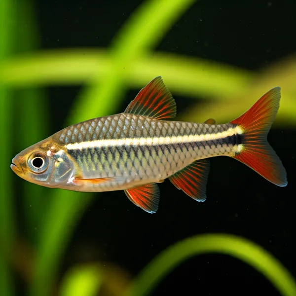 White Cloud Mountain Minnows (Tanichthys albonubes) – Ideal for Unheated Tanks