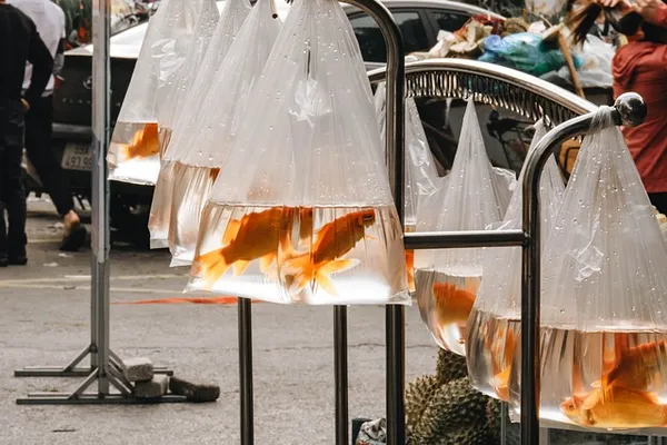 goldfish in bags at market