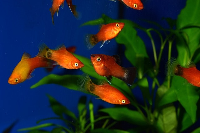 Platies (Xiphophorus maculatus) – Friendly and Adaptable