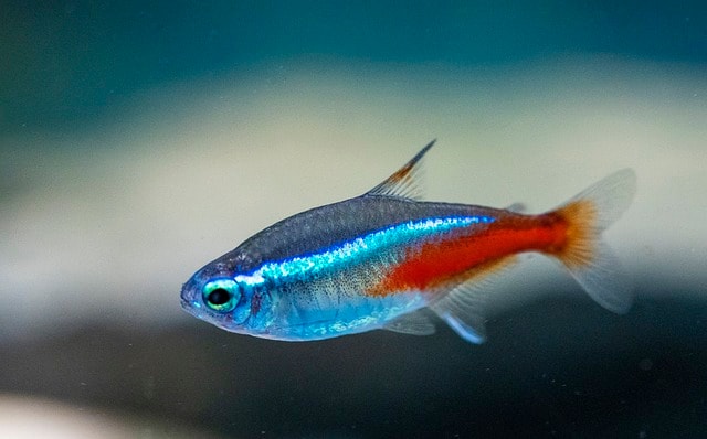 Neon Tetras (Paracheirodon innesi) – Beautiful and Beginner-Friendly Schooling Fish