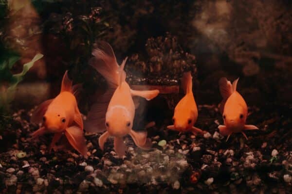 row of goldfish in a fish tank