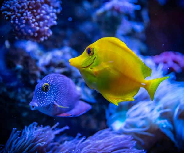 marine aquarium fish coral and anemone