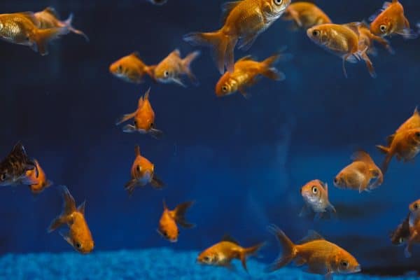 many gold fish swimming around in a fish tank