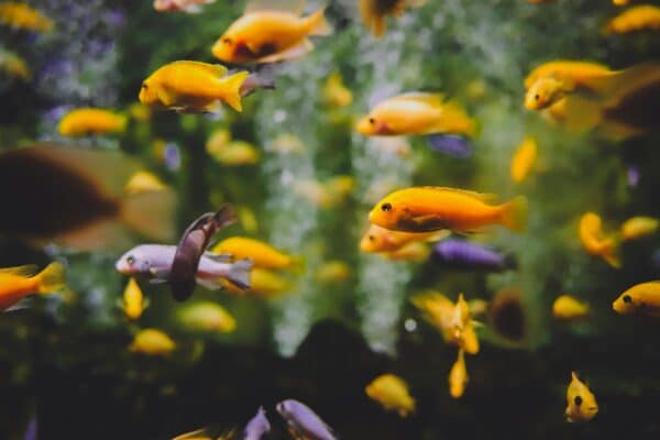 yellow and purple fish in an aquarium