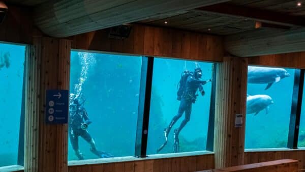 scuba divers cleaning very large aquarium from inside