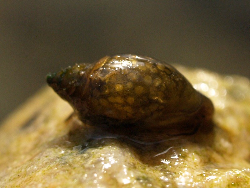 pond snail Physa acuta