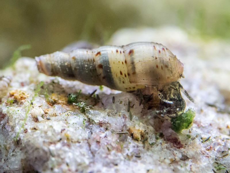 Malaysian Trumpet Snail moving on sand substrate in aquarium