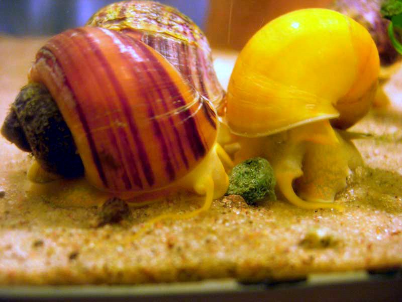 mystery snails. Pomacea diffusa and Pomacea bridgesii fighting over food.