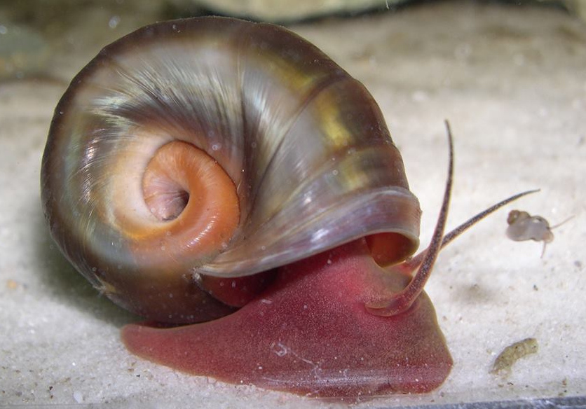 Ramshorn Snail moving on sand substrate in aquarium