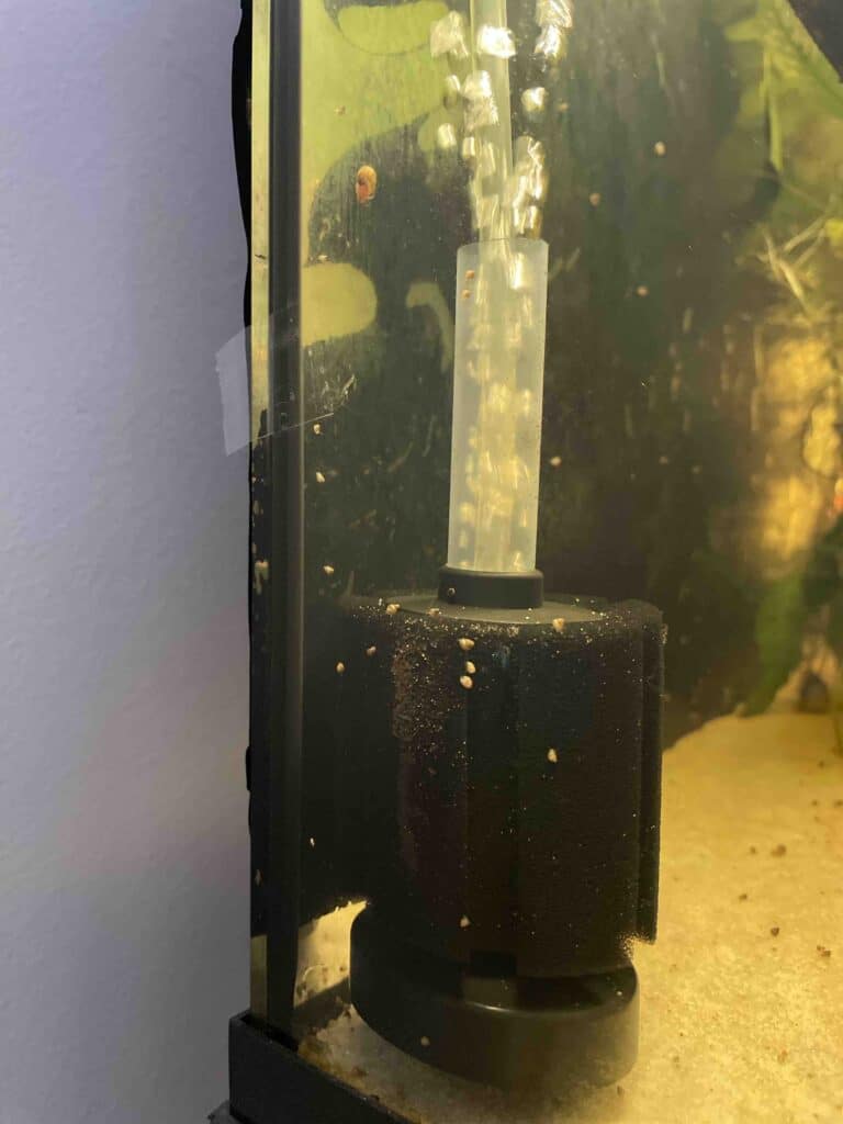 Sponge Filter for Fish Tank