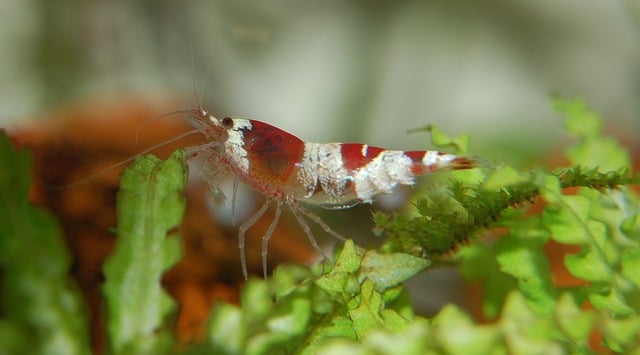 Red Crystal Shrimp for Fish Tank