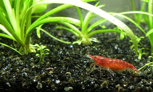 Red Cherry Shrimp for Fish Tank