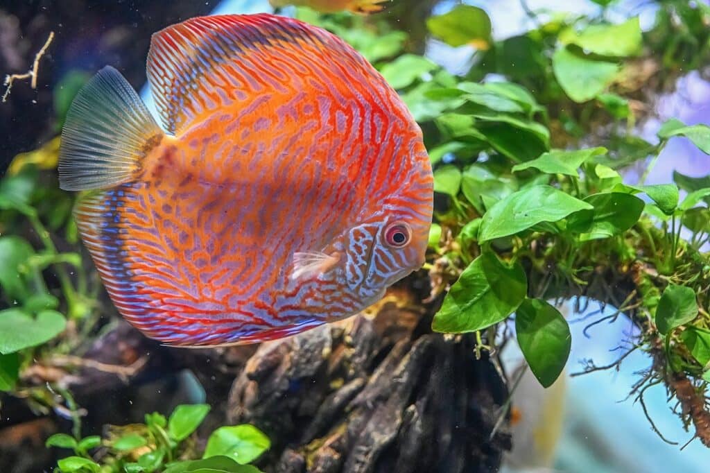 troubleshooting maintenance aquariums