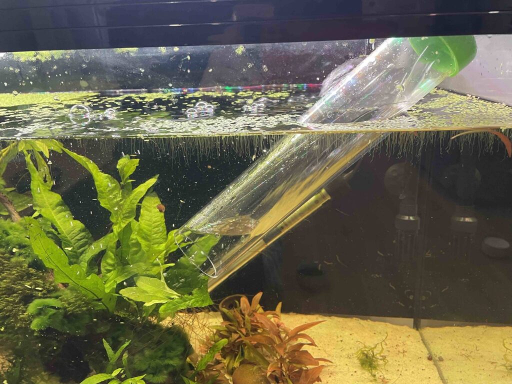 Python-refill-water-scaled